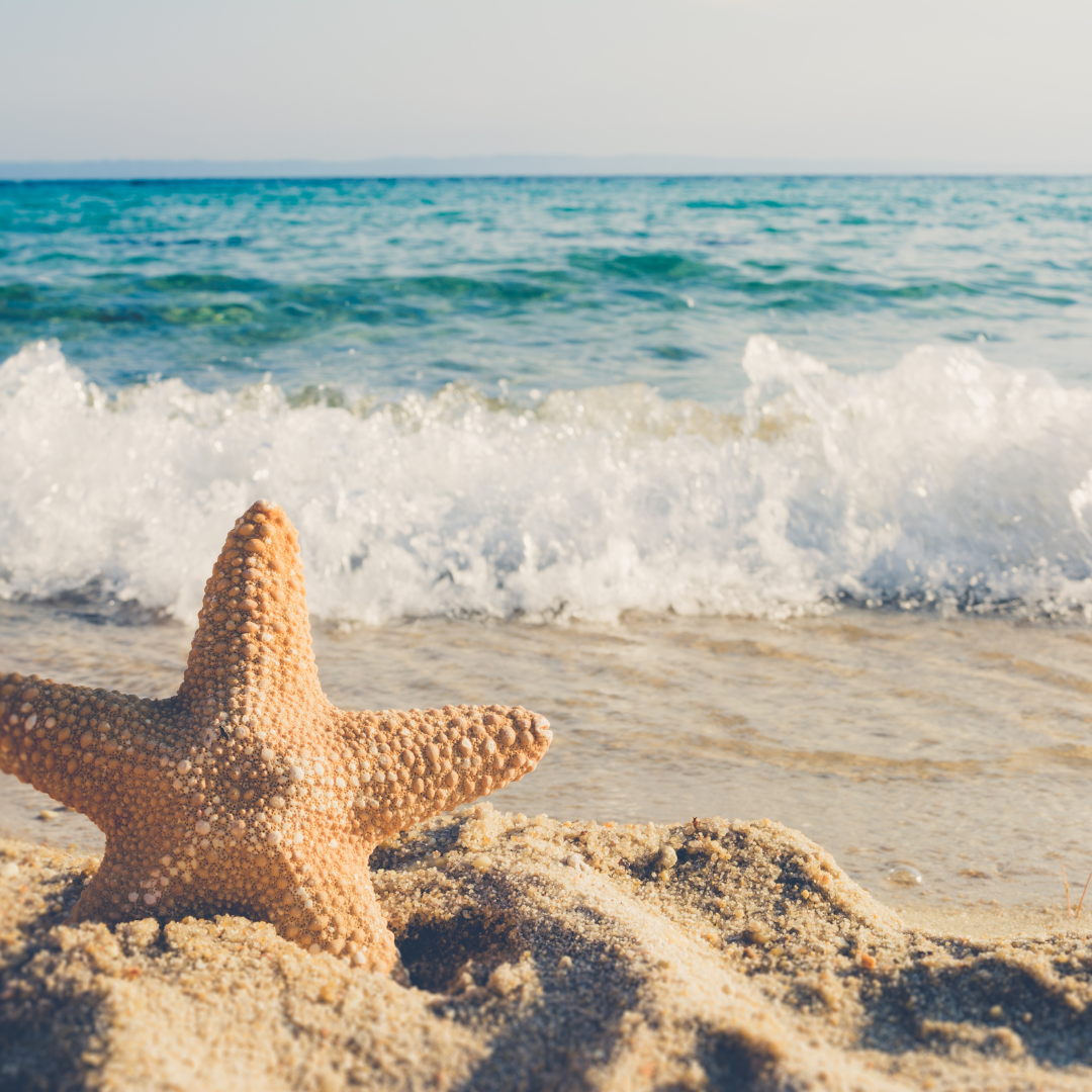 beach sea ocean beach toys
